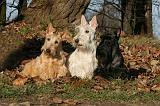 SCOTTISH TERRIER 119